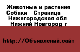 Животные и растения Собаки - Страница 17 . Нижегородская обл.,Нижний Новгород г.